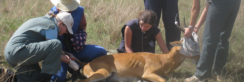 Veterinary field image 11